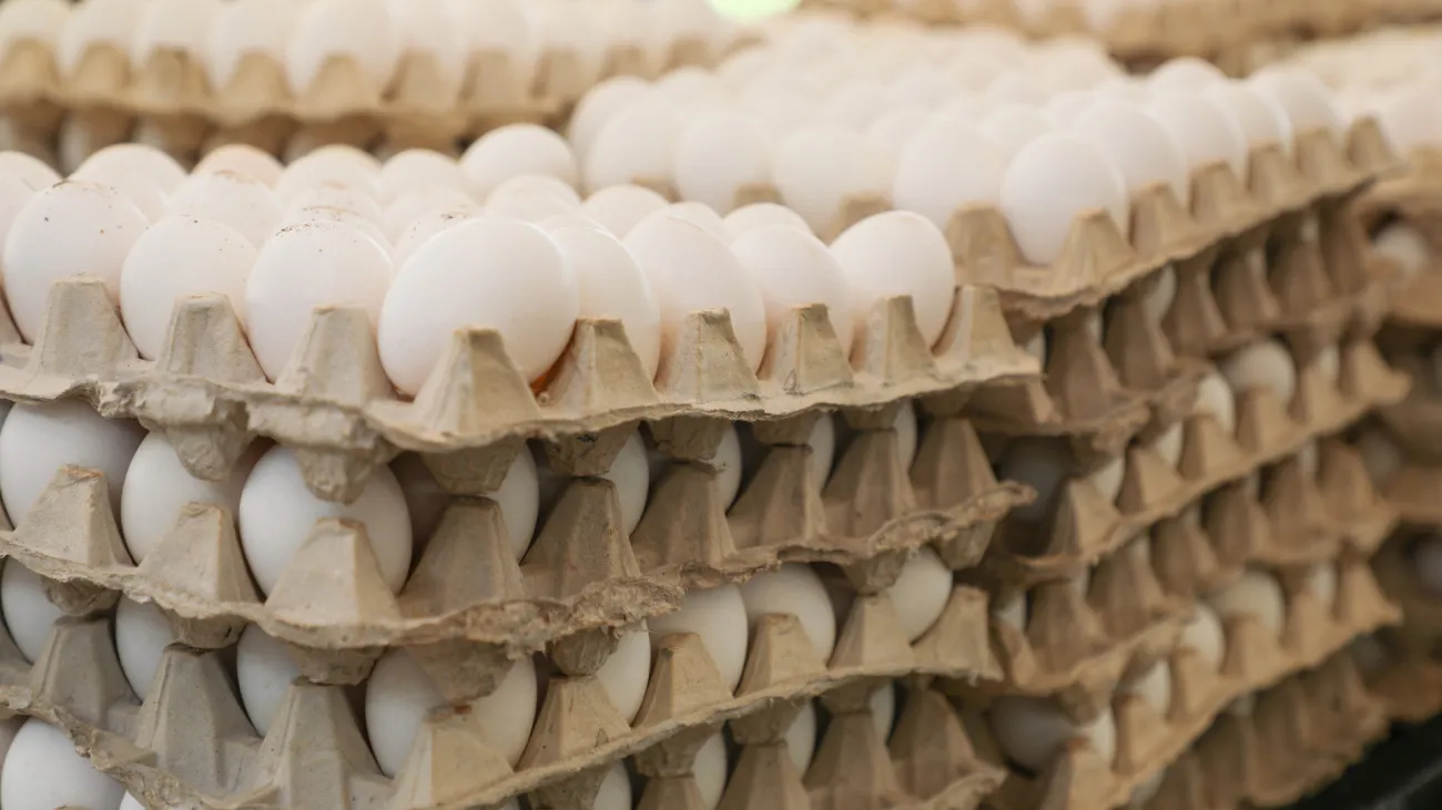 39066_1698867672_large