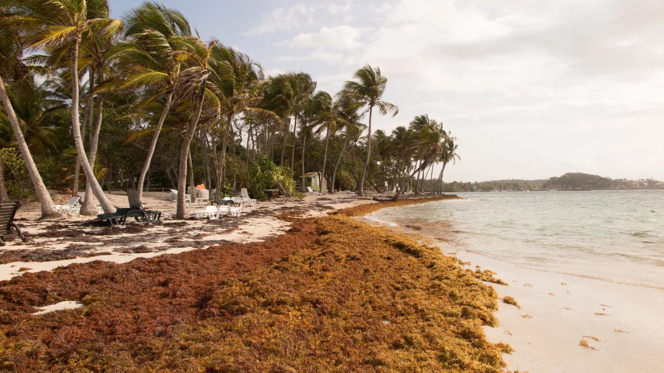 sargasso-seaweed-in-the-caribbean-beach-cleaning
